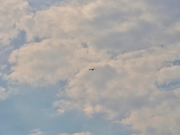 A cloudy sky and a seagull flying in the distance