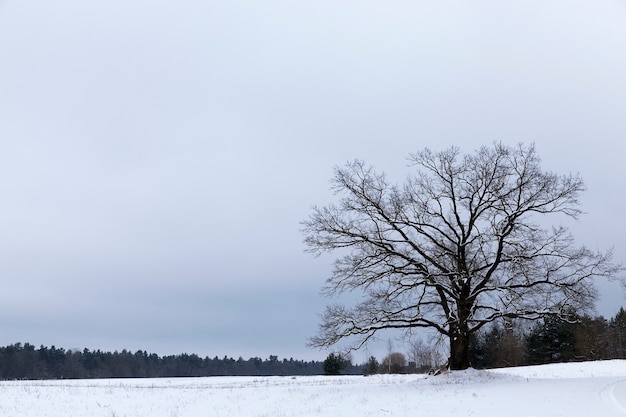 Cloudy winter landscape with white sky, snow and forest on the horizon, in the middle of the field grows old branched oak