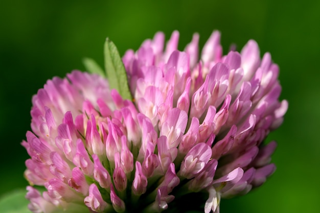 Clover flower blooms on a bright autumn day among the herbs close-up macro photography