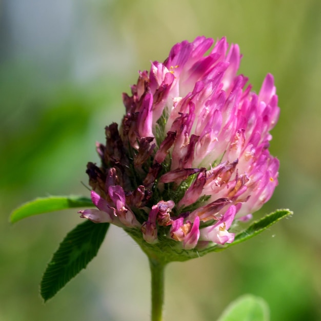 Clover flower blooms