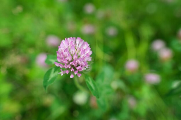 Photo clover flower close up abstract background