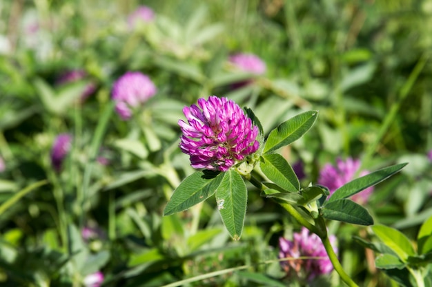 Photo clover flowers on blurred clover field background