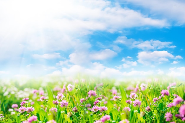 Clover flowers in green field with sunshine Spring or summer natural landscape with blue sky and white clouds