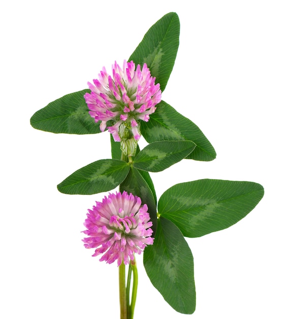 Clover flowers on a stem with green leaves isolated on white background Two red clover flowers