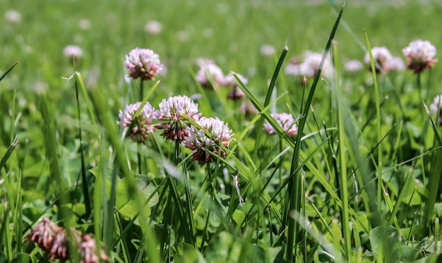 Clover flowers Trifolium repens The plant is edible medicinal Grown as a fodder plant