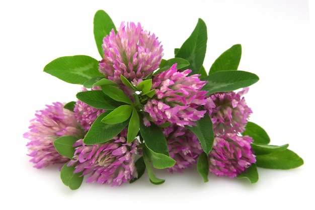 Clover flowers on a white