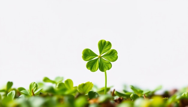 Photo a clover growing in the grass with a white background