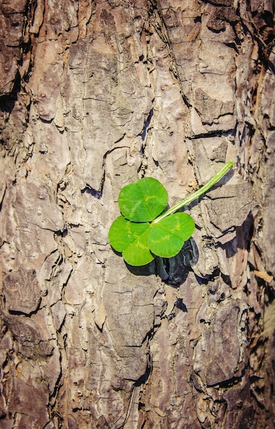 Clover leaf. Happy St. Patrick's Day. Selective focus.