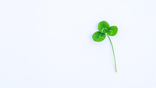 Clover leaves isolate on white background StPatrick s Day Selective focus