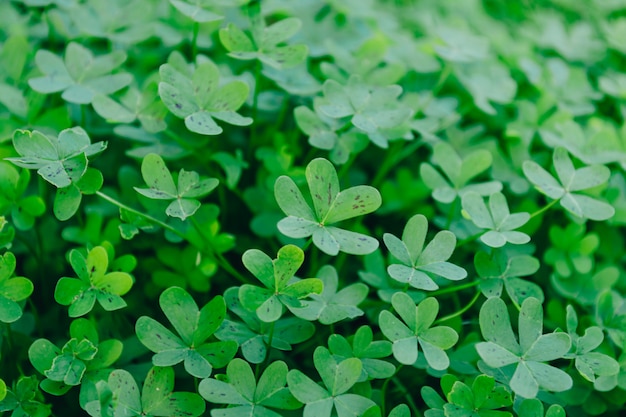 clover leaves on meadow