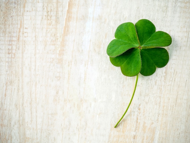 Clover leaves on shabby wooden background.