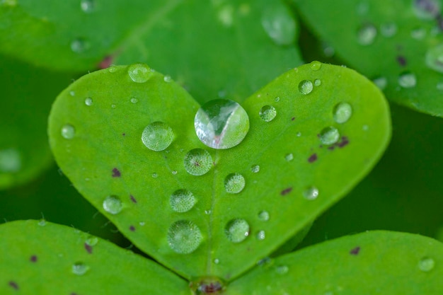 Clover or trefoil (Trifolium) Malaga, Spain