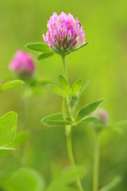 Clover (Trifólium). Clover meadow background.