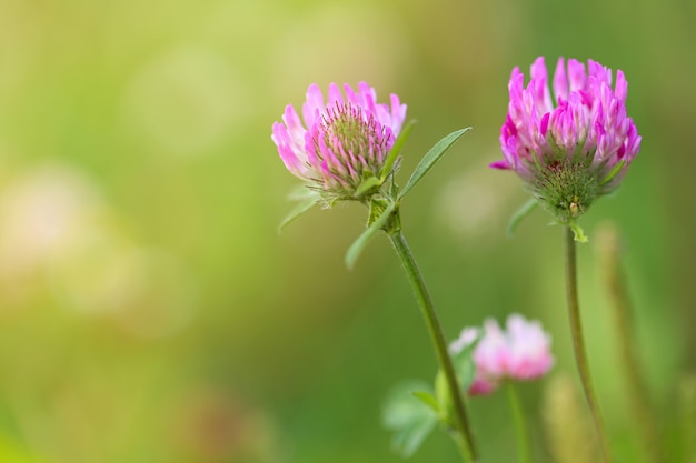 Clover (Trifolium). Clover meadow on green 