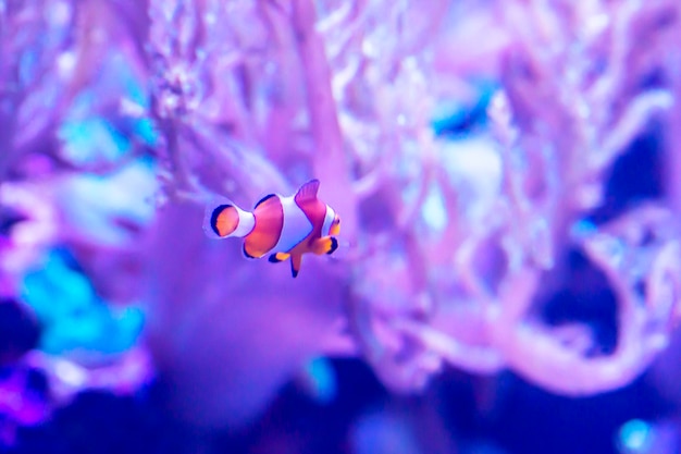 Clown Fish in Anemone close up Tropical reef world