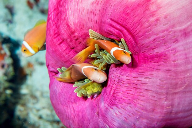 Clown fish inside pink purple anemone