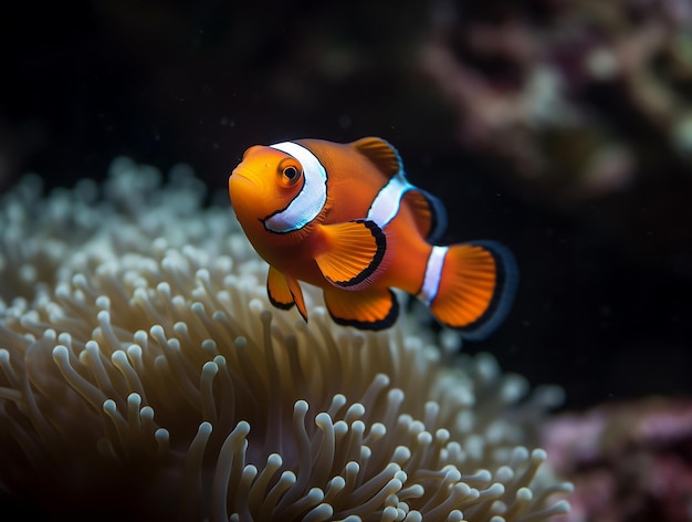 A clown fish is swimming in the water.