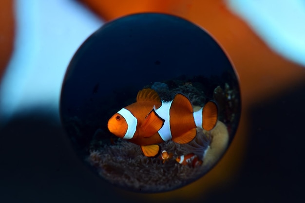 Clownfish - Amphiprion ocellaris. Photos taken with a special Magic Ball lens. Bali, Indonesia.