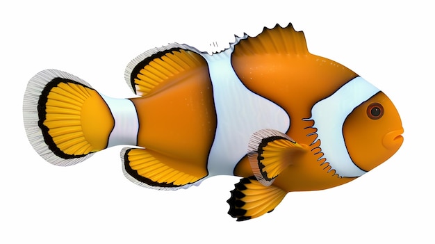 Clownfish full image on isolated white background