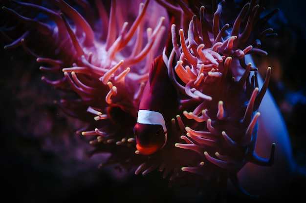 Clownfish hide in sea anemone in purple light.