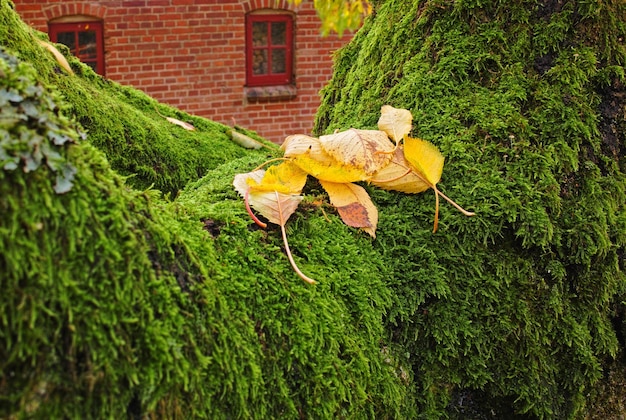 Clsoeup of yellow leaves on green Brocade moss with a house in the background Moss covered wall or garden hedge on an early Autumn morning Green vibrant moss spreading over a fallen tree trunk