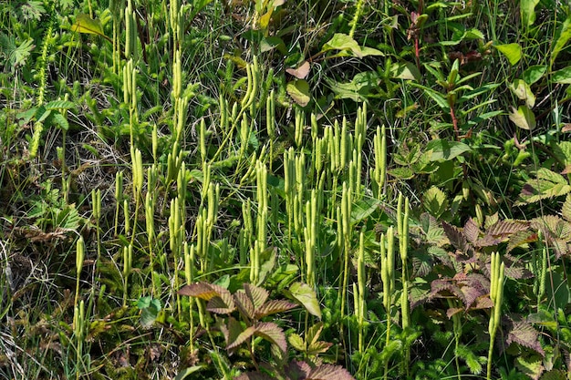 Club moss sprouts among the grass