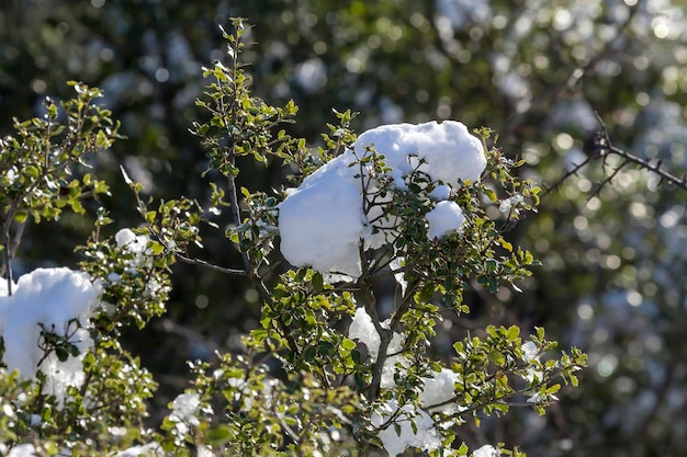 A clump of snow on the branches closeup