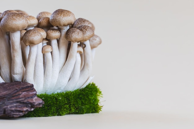 Cluster of fresh brown shimeji mushrooms close up shimeji mushrooms on a light background with stone and moss