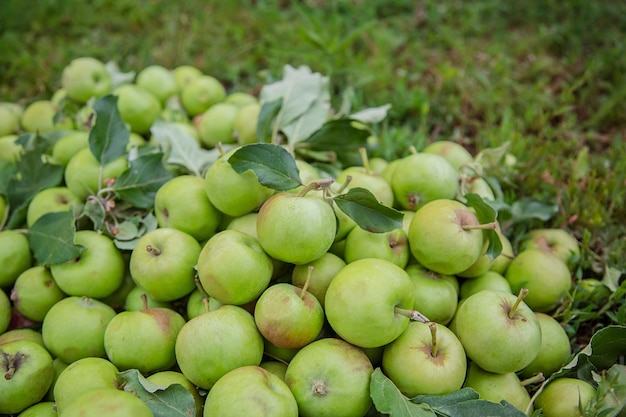 A cluster of green apples on the grass in the garden Harvesting organic apples in the garden