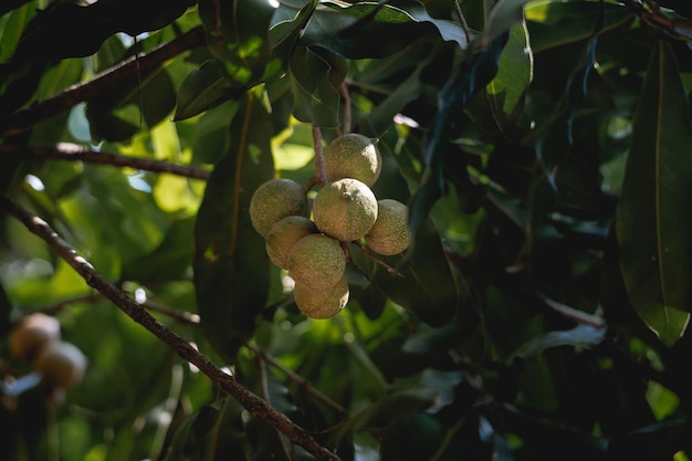 Cluster of Macadamia nuts hanging on tree