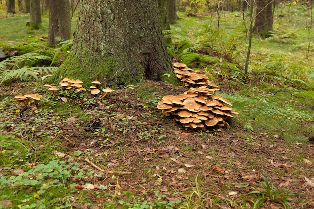 Cluster of many yellow wood-decay mushrooms growing on old stump in forest, poisonous fungus Sulphur Tuft