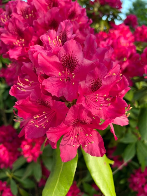 Cluster of pink rhododendron flowers pink rhododendron flowers