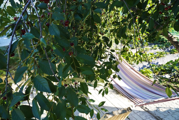 Cluster of ripe dark red Stella cherries hanging on cherry tree branch with green leaves and blurred background