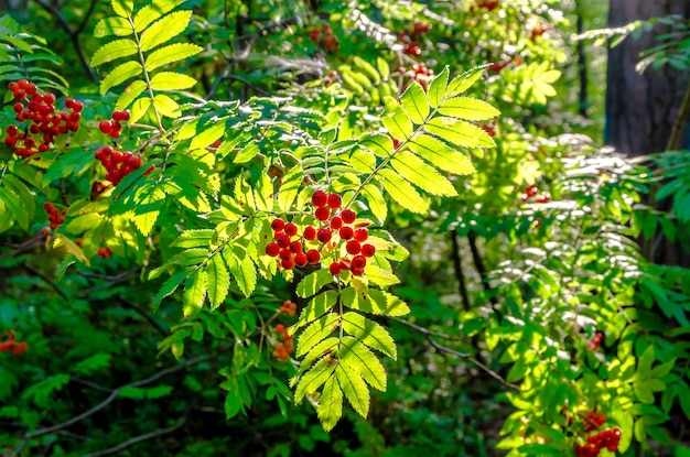 Clusters of mountain ash on a tree branch illuminated by the sun.