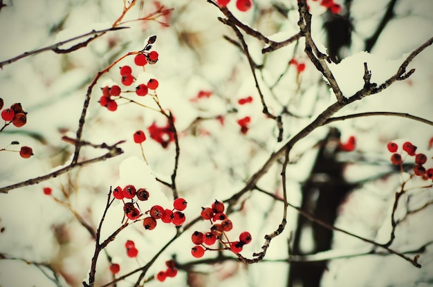 Clusters of red rowan berry under the snow seasonal vintage holiday natural background