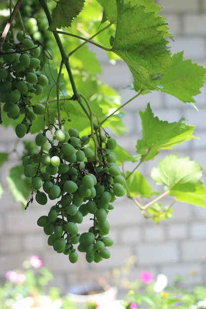 Clusters of ripe grapes agriculture cultivation