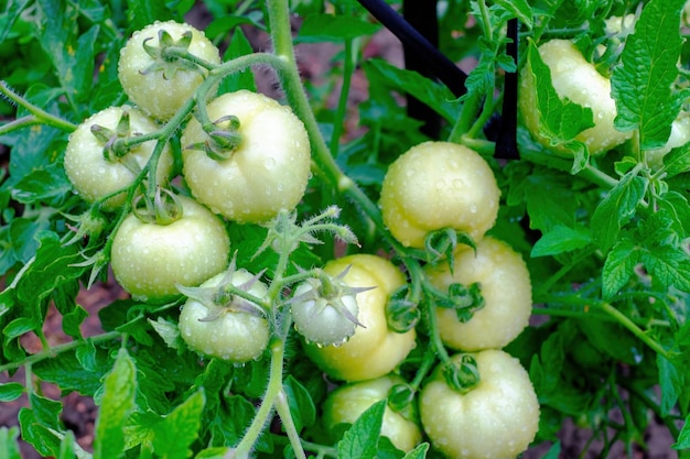 Clusters of tomatoes ripen on the branches of the plant Covered with water drops after rain