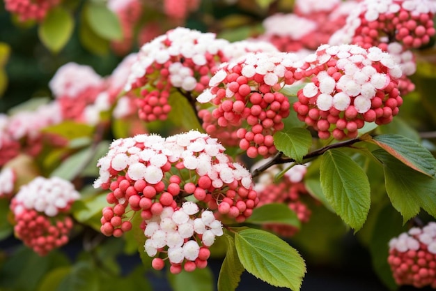 Photo clusters of viburnum in early fall flower petals background top view