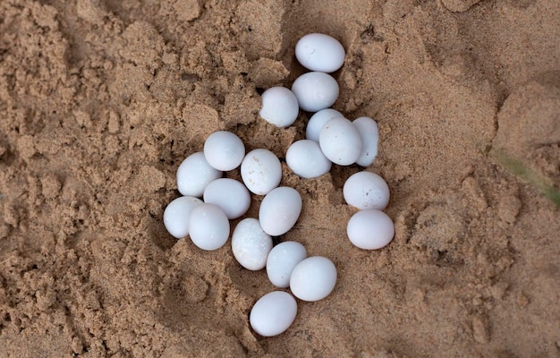 A clutch of 20 white lizard eggs in the sand