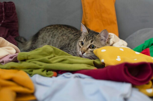 Clutter and interior concept is a kind of messy home living room with scattered things Cute and grey cat lying on a grey sofa in a dirty apartment Selective focus