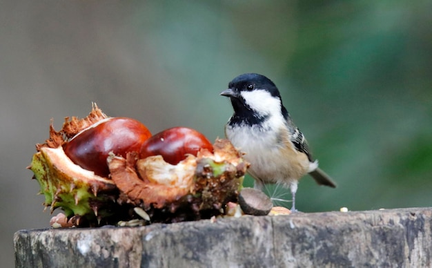 Coal tit collecting seeds and nuts