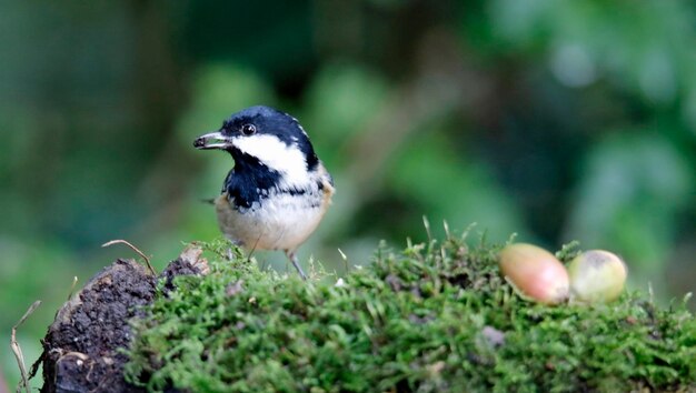 Coal tit collecting seeds and nuts