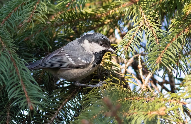 Coal tit Periparus ater The bird sits on a spruce branch