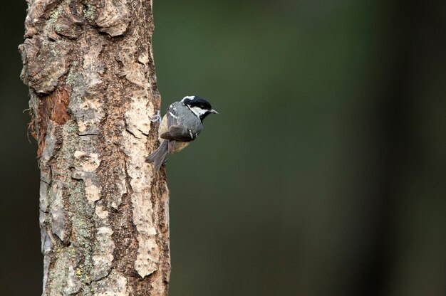 Coal tit with the last lights of sunset on a cold winter's day in a pine forest