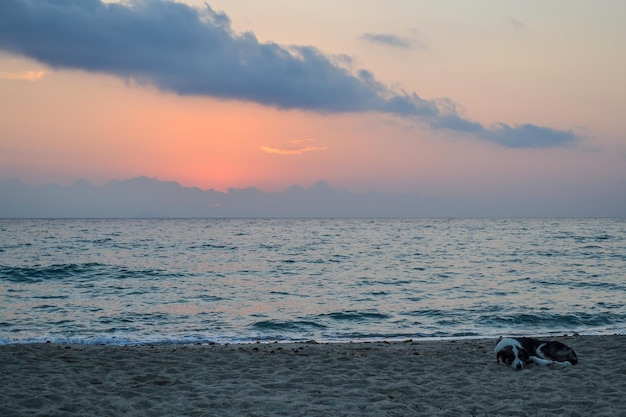 Coast Early morning Dog sleeping on the beach Greece