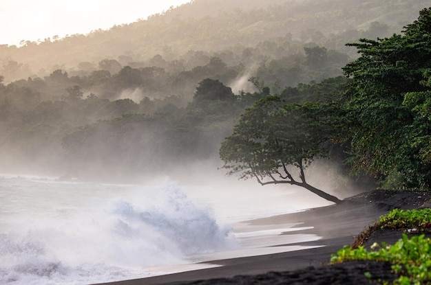 Coast of the island of Sulawesi Waves and black sand A tropical forest Indonesia