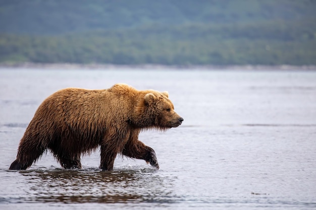 Coastal brown bear wading in Alaska