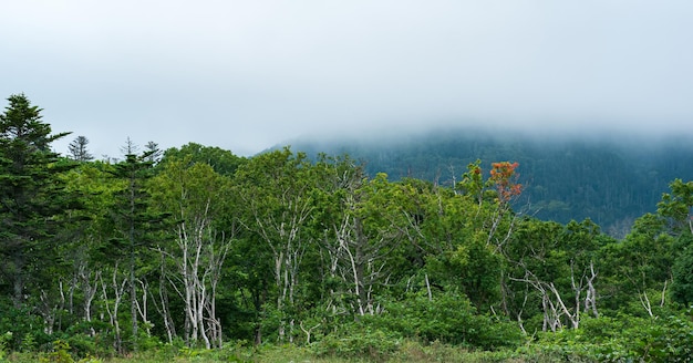 Coastal forest of dwarf trees on the slope of the volcano on the island of Kunashir in cloudy weather