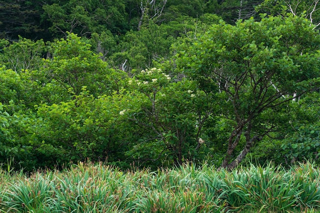 Coastal forest of dwarf trees on the slope of the volcano on the island of Kunashir in cloudy weather