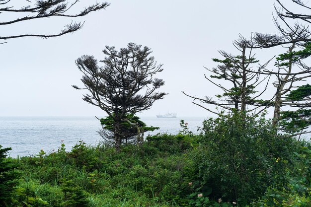 Coastal forest with dwarf pines on the Pacific coast Kuril Islands